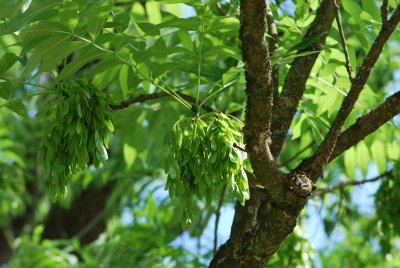 Fraxinus excelsior - jasan ztepilý - plody 2 (25)